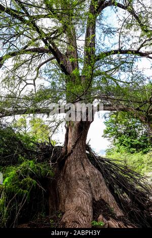 Arbora , arbre . Reserva Monte mojino Banque D'Images