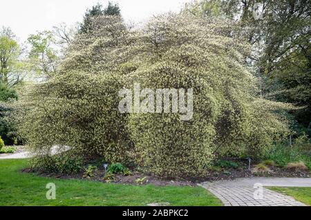 Un beau spécimen d'un Cornus alternifolia Argentea pousse dans un anglais arboretum en mai Banque D'Images