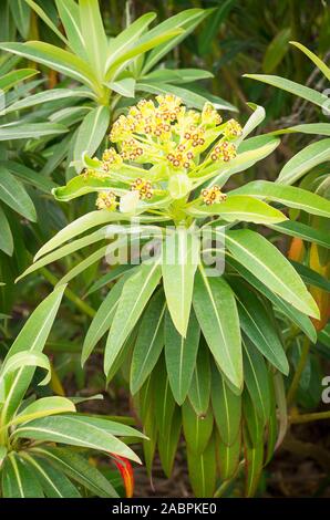 Euphorbia x Pasteuriii en fleurs en mai dans un jardin anglais Banque D'Images