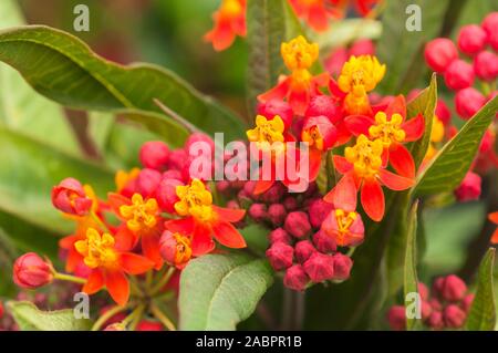 Asclepias curassavica série soyeux. Mémoires d'un c'est une vivace à feuilles persistantes, mais généralement cultivée comme annuelle Bloodflower Silkweed Asclépiade Bush Coton Banque D'Images