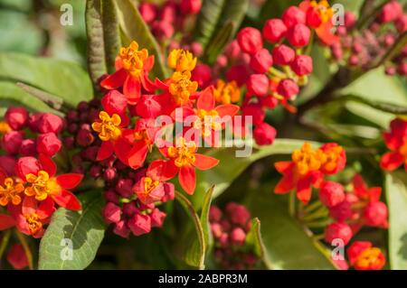 Asclepias curassavica série soyeux. Mémoires d'un c'est une vivace à feuilles persistantes, mais généralement cultivée comme annuelle Bloodflower Silkweed Asclépiade Bush Coton Banque D'Images