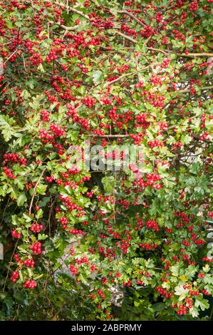 Crataegus monogyna Aubépine commune avec beaucoup de fruits rouges en automne. Une plante robuste entièrement caduques épineuses qui est bon pour la couverture. Banque D'Images