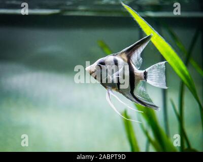 Zebra poissons-anges en fishcc réservoir réservoir en fishZebra Zebra poissons-anges anges dans les poissons du réservoir dans le réservoir de poissons-anges Zebra poissons (Pterophyllum scalare) Banque D'Images