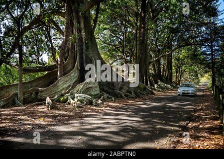 Moreton Bay magnifiques figuiers (Ficus macrophylla) sur pierre tombale Road sur l'île de Norfolk, le contrefort racines une toile de photos de vacances populaires. Banque D'Images