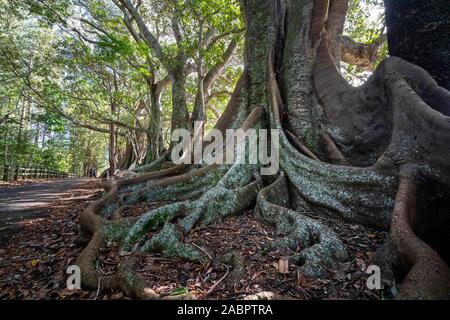 Moreton Bay magnifiques figuiers (Ficus macrophylla) sur pierre tombale Road sur l'île de Norfolk, le contrefort racines un fond populaire pour les photos. Banque D'Images