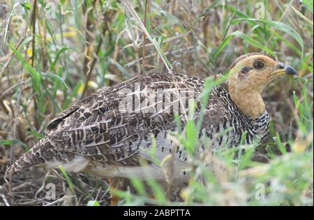 Francolin Coqui un mâle (Peliperdix coqui) s'accroupit dans l'herbe sèche. Parc national de Serengeti, Tanzanie. Banque D'Images