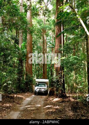 Locations de 4 ROUES MOTRICES conduisant par la voie forestière. Fraser Island, Queensland, Australie Banque D'Images