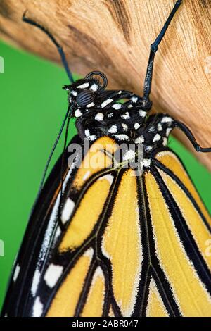 Close up d'un papillon monarque vient de sortir de sa chrysalide et avec ses ailes encore humide, s'accroche à une branche Banque D'Images