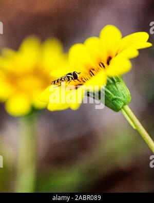 Un bug noir et jaune se nourrit de l'étamine d'une fleur marguerite Banque D'Images