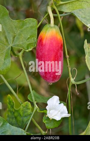 "Tindora Coccinia grandis' à gros fruits écarlates Ivy Gourd sur vigne, nouveau white blossom également connu sous le nom de Scarlet Gourd, Thaï épinards, Korai. Banque D'Images