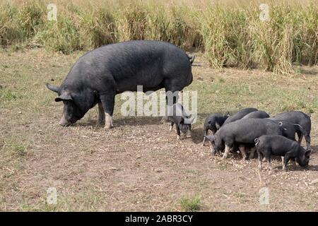 Les porcs noirs Berkshire dans une porcherie biologique Banque D'Images