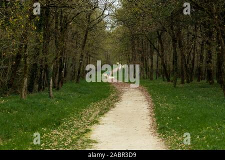 Loin fille qui marche en forêt France Banque D'Images
