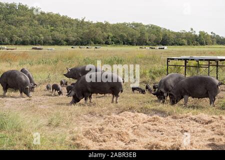 Les porcs noirs Berkshire dans une porcherie biologique Banque D'Images