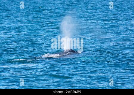 En déversant des baleines dans la baie de résurrection Kenai Fjords National Park en Alaska Banque D'Images