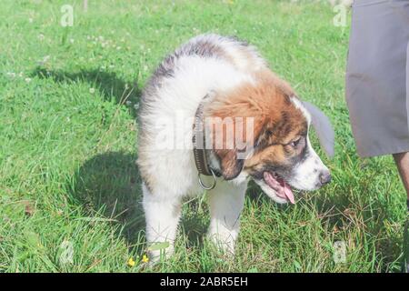 Tornjak de Vlasic, chiot, chien, gardien de bétail, de LGD chien bosniaque Banque D'Images