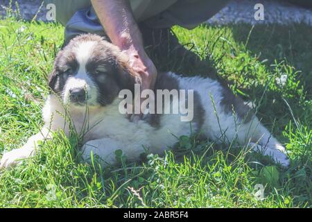 Tornjak de Vlasic, chiot, chien, gardien de bétail, de LGD chien bosniaque Banque D'Images