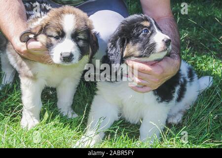 Tornjak de Vlasic, chiot, chien, gardien de bétail, de LGD chien bosniaque Banque D'Images