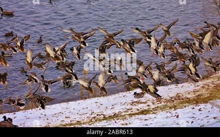 Canards décollant Banque D'Images