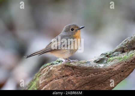 (Le feamle) hill blue (Lacedo whitei) est une espèce de passereau de la famille Muscicapidae. Il se trouve dans le sud de la Chine et en Asie du sud-est. Banque D'Images