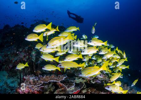 Les amateurs de plongée sous-marine sur un récif de coraux tropicaux colorés, en Thaïlande Banque D'Images