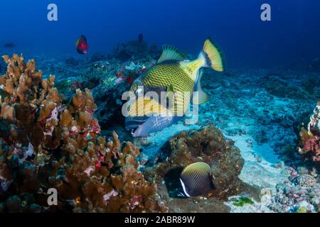 Grandes balistes Titan se nourrissant d'un récif de coraux tropicaux en Thaïlande Banque D'Images