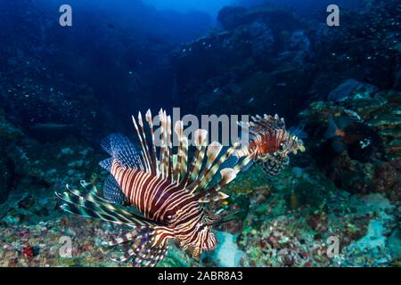 Poisson-papillon sur une sombre, sombre des récifs coralliens tropicaux Banque D'Images