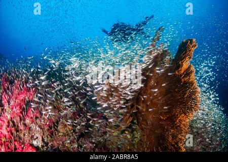 Les amateurs de plongée sous-marine sur un récif de coraux tropicaux colorés, en Thaïlande Banque D'Images