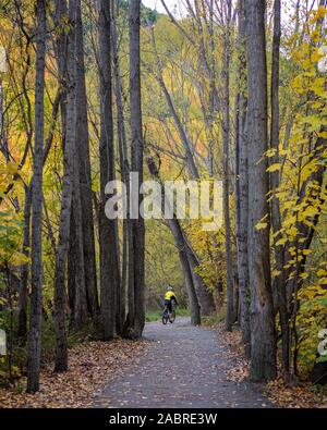 Un cycliste dans la distance entre les arbres d'automne dans une forêt en Nouvelle Zélande Banque D'Images