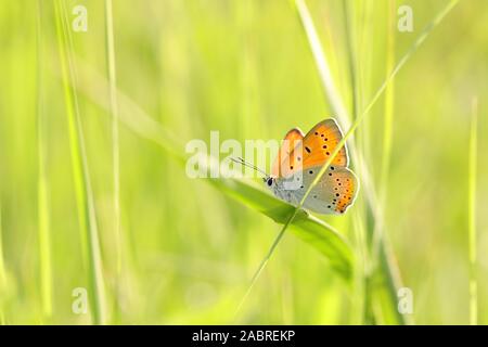 Grand papillon (cuivre) sur un matin de printemps. Banque D'Images