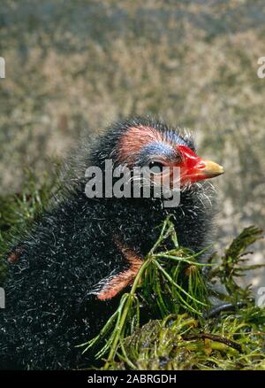 Gallinule poule-d'eau (Gallinula chloropus). Chick, les jeunes, nidifuges, nidifugous. Banque D'Images