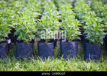 Marigold plante arbre dans un sac de plastique noir dans la pépinière à l'extérieur, de matières brutes de jeunes marigold flower bud Banque D'Images