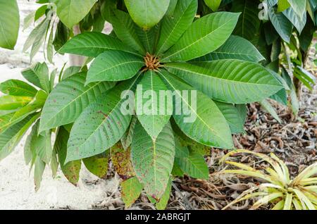 Mamey Sapote avec taches de feuilles Banque D'Images