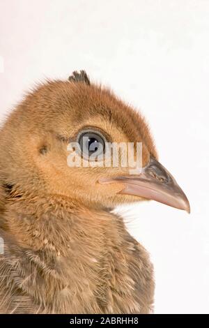 JEUNE Pavo cristatus DE PAAFHIBOU INDIEN ou BLEU 4 semaines de l'apparition de la crête vestigiale de poussin. Méatus auditif externe. Séquence 1/4 Banque D'Images