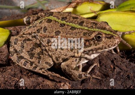MARSH ou rire frog (Rana Pelophylax ridibundus)). UK. Banque D'Images