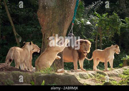 L'enrichissement de l'environnement 'jouets' pour garder les animaux de zoo territoires African lions (Panthera leo) zoo de Singapour. Banque D'Images