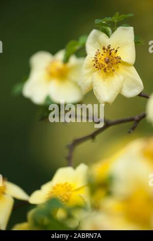 Rosa hugonis x Rosa xanthina Chinesische Goldrose,chinois,golden rose Banque D'Images