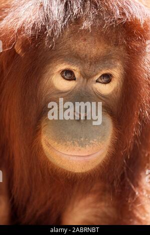 Sub-adulte orang-outan de Sumatra Pongo pygmaeus abelii Malacca Zoo, la Malaisie. Critique d'extinction. Banque D'Images