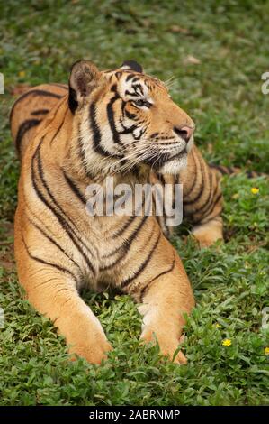 Tigre CHINOIS INDO (Panthera tigris Corbetti). En captivité. Banque D'Images