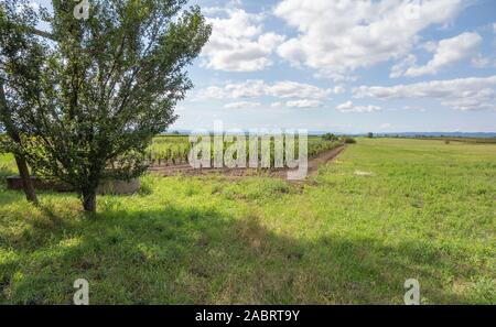 Paysage rural idyllique autour de Illmitz dans une zone nommée Burgenland en Autriche Banque D'Images