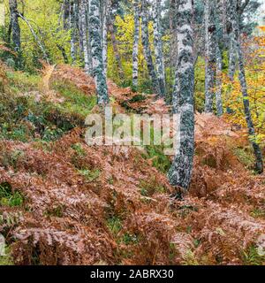 Forêt de bouleaux de fougères à l'automne Banque D'Images