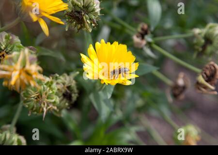 Fleurs de souci jaune et petit groupe de bee sur le fond flou du jardin de la nature. Calendula jaune fleur dans le jardin, vue du dessus calen Banque D'Images