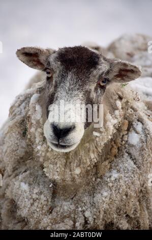 LE Suffolk DE MOUTON DOMESTIQUE croise le portrait de la mule, partiellement couvert de neige. TÊTE. Portrait Banque D'Images