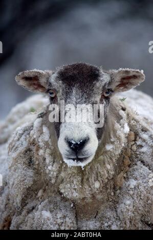 Les moutons domestiques Suffolk cross 'mule' portrait brebis, partiellement recouvert de neige. Banque D'Images