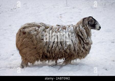 Les moutons domestiques Suffolk cross 'mule' toison de brebis, recouvert de neige. Banque D'Images