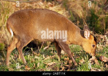 Muntiacus reevesi CERF MUNTJAC femelle adultes dépôts parfumer laissé par un autre Banque D'Images