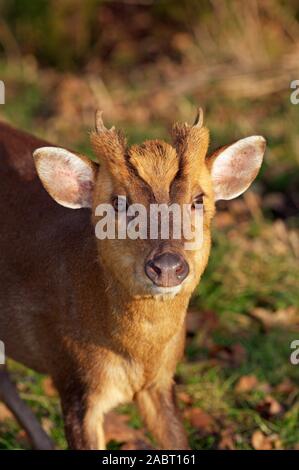 Muntiacus reevesi CERF MUNTJAC mâle adulte, montrant des bois de velours. Banque D'Images