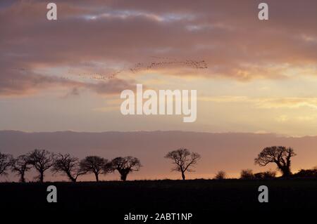 Les oies à bec court (Anser brachyrhynchus). Pelote flying au perchoir à Norfolk, au Royaume-Uni plus d'un paysage, y compris une ligne de la silhouette de chênes. L'hiver Banque D'Images