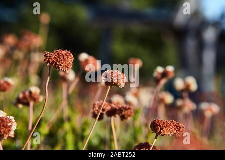 Une selective focus shot de fleurs sauvages poussant dans la forêt nationale de Cleveland avec arrière-plan flou Banque D'Images