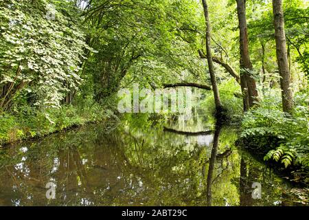 Gros plan d'une belle vue d'un petit lac dans le parc Kralingse Bos à Rotterdam, Pays-Bas Banque D'Images