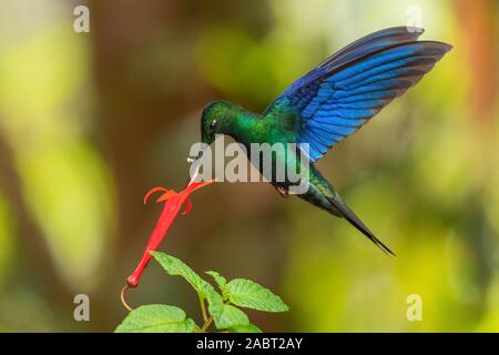 Great Sapphirewing - Pterophanes cyanopterus, belles grandes ailes de colibri bleu avec pentes andines de l'Amérique du Sud, l'Équateur, de Yanacocha. Banque D'Images